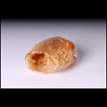 Golden Slipper 3x5x4 in.jpg